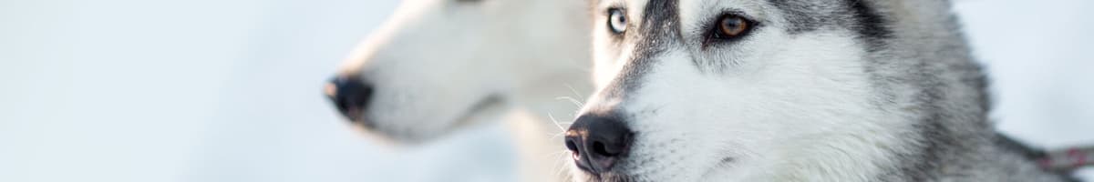 Spetsar & urhundar
