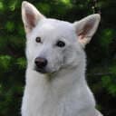 NobleGuardians CanaanDogs